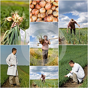 Onion collection