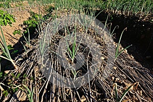 Onion crop damage in production field