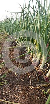 Onion crop in india.