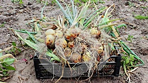 The onion crop lies in a box on an agricultural field. Farmer harvesting organic produce in the vegetable garden. Onions