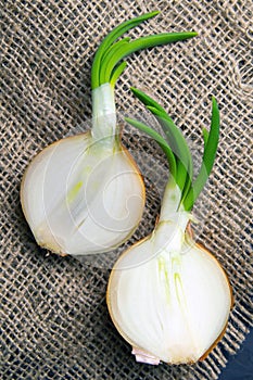 Onion cut in half stands on a burlap. Top views