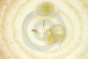 Onion detail