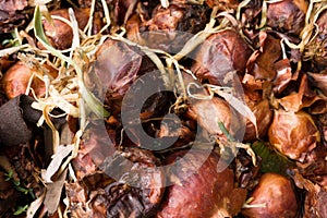 Onion disease concept.  close-up of  shriveled spoiled onion