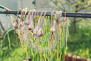 The onion dries outdoors