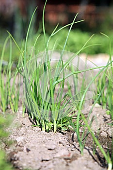 Onion in ecological home garden.