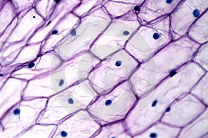 Onion epidermis with large cells under light microscope