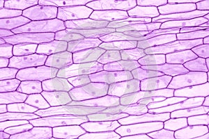 Onion epidermis, whole mount, cells of Allium cepa, 20X light micrograph