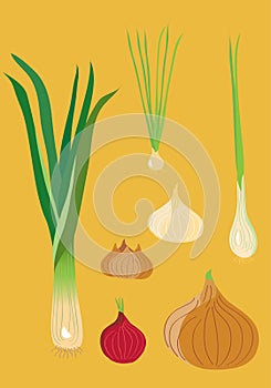 Onion family