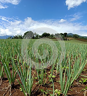 Onion farm in Cipanas city from Indonesian photo