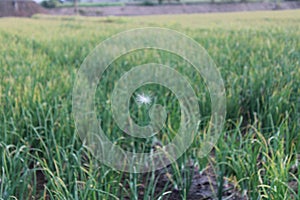 Onion Farm country scene - agriculture stock photo 