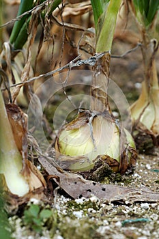 Onion farm at Duc Trong, Viet Nam