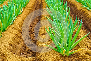 Onion field (green onion field)