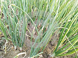 Onion field in Greenville  nature