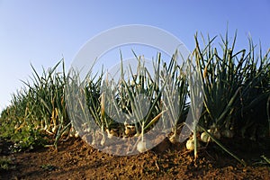 Onion field
