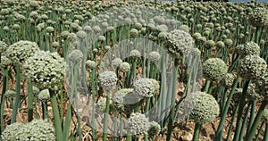 Onion field, Loiret department, France