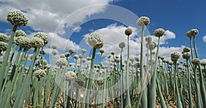 Onion field, Loiret department, France