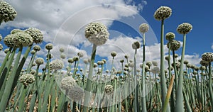 Onion field, Loiret department, France