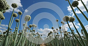 Onion field, Loiret department, France