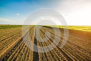 Onion field, maturing at spring.