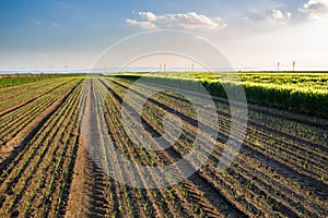 Onion field, maturing at spring.