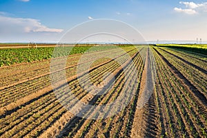 Onion field, maturing at spring.