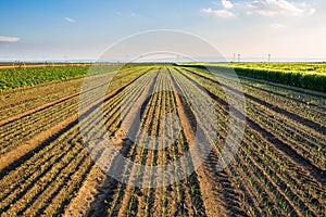 Onion field, maturing at spring.