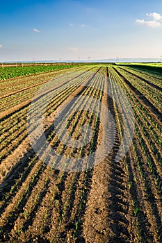 Onion field, maturing at spring.