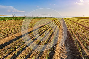 Onion field, maturing at spring.