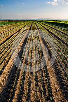 Onion field, maturing at spring.