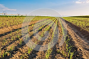 Onion field, maturing at spring.