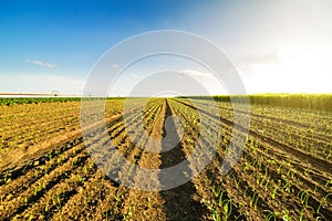 Onion field, maturing at spring.