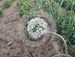 Onion florwer white Flower smooth Flower