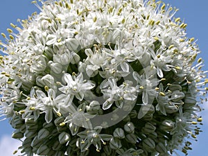 Onion Flower 2