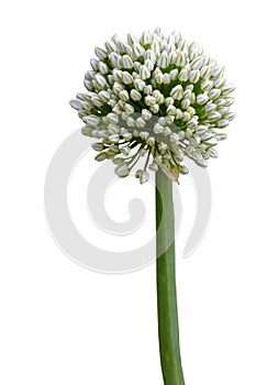 Onion flower