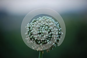 Onion flower