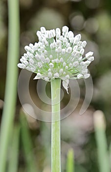 Onion flower or Allium cepa flower and bokhe background