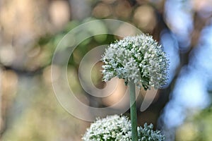 Onion flower or Allium cepa flower with bokhe background