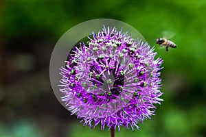 Onion Flower