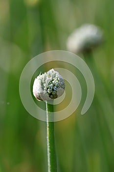 Onion flower