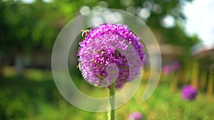 Onion flower with bees on a spring day