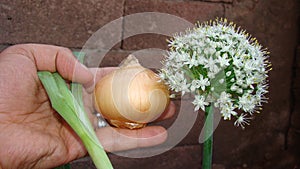 Onion flower. blooming onion. Green onion. The life cycle of onions. Stages of alliums development. white onion flowers stalk, flo