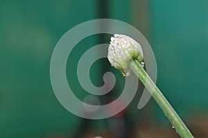 An Onion flower bud or Allium cepa blooming in a garden with water droplets