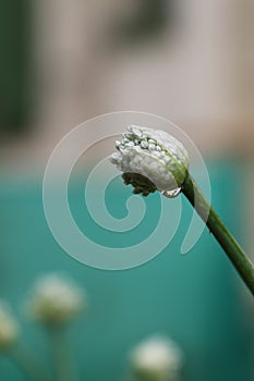 Onion flower bud Allium cepa with a water droop