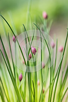 Onion flower buds