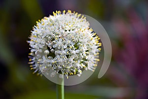 Onion flower