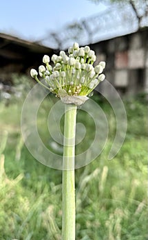 Onion Flower in a grassland in West Bengal India