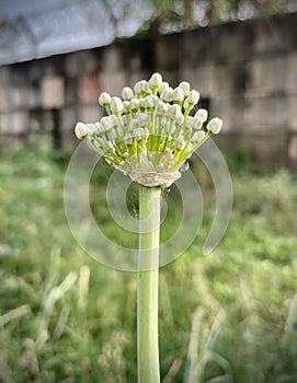 Onion Flower in a grassland in West Bengal India