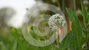 Onion flower on green blur background, close up photo of growing onion vegetable