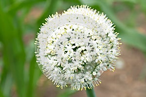 Onion flower head