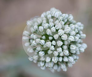 Onion flower